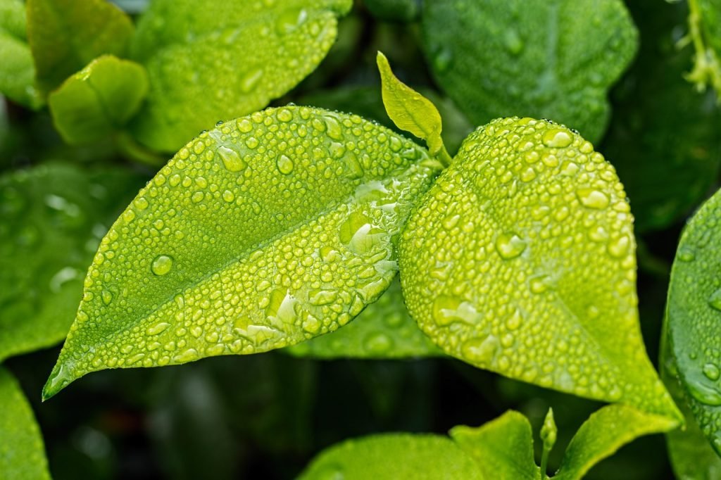 leaf, green, wallpaper hd-1001679.jpg